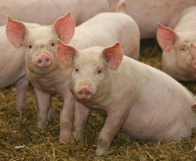 Українець розробив «еко-меню» для корів та свиней