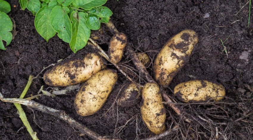 Картоплю сорту гранада Картоплю сорту гранада