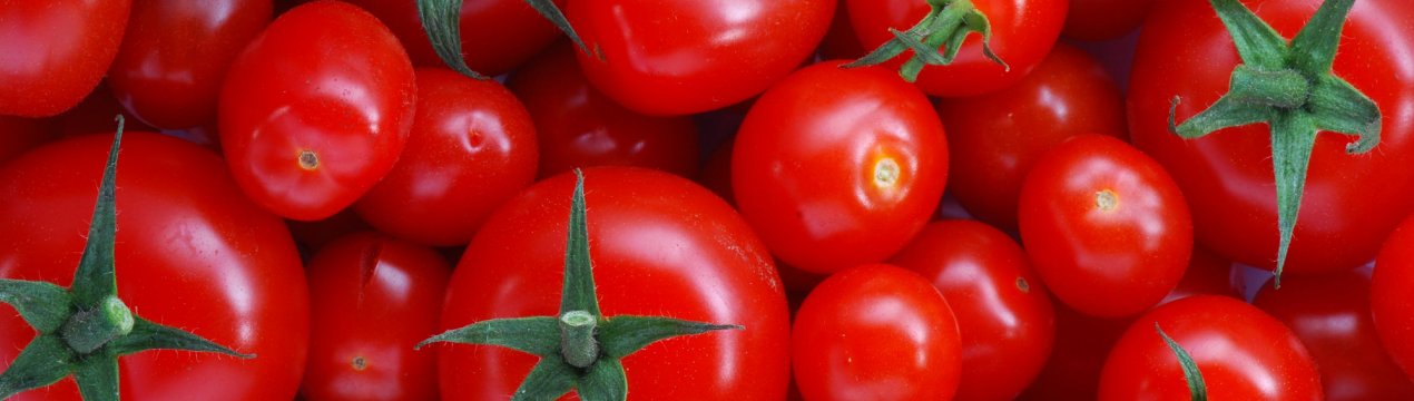 Голландці вчать світ економити воду в томатних теплицях