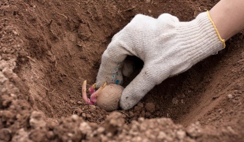 Посадка картоплі Посадка картоплі