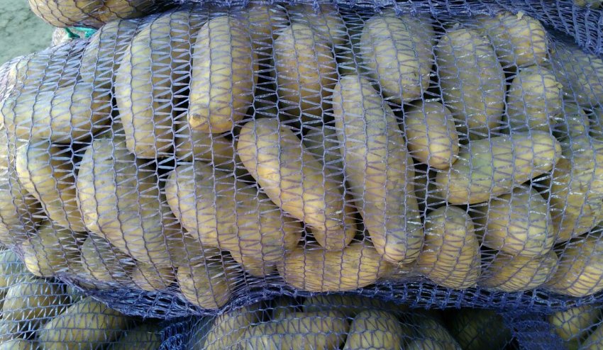 Урожай картоплі гранада Урожай картоплі гранада