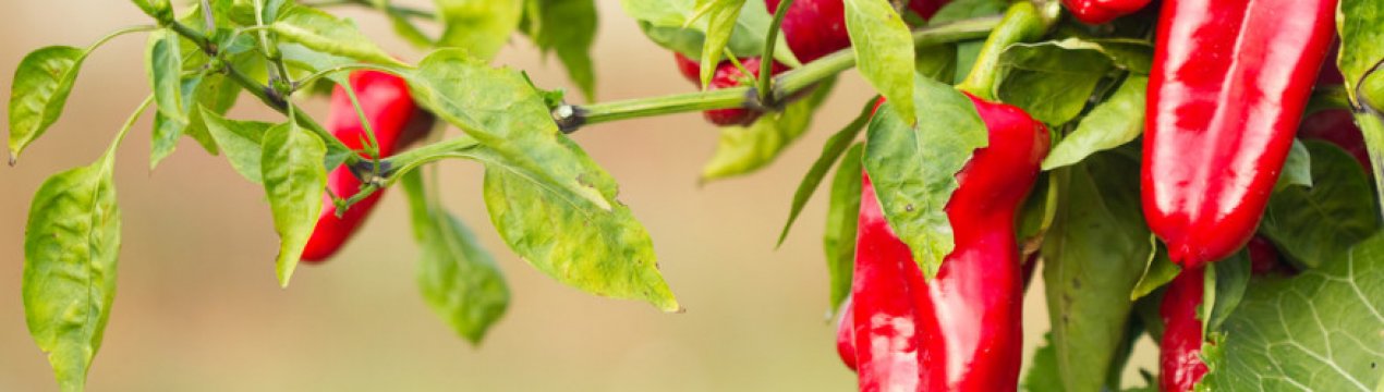 Як прискорити процес дозрівання перців?