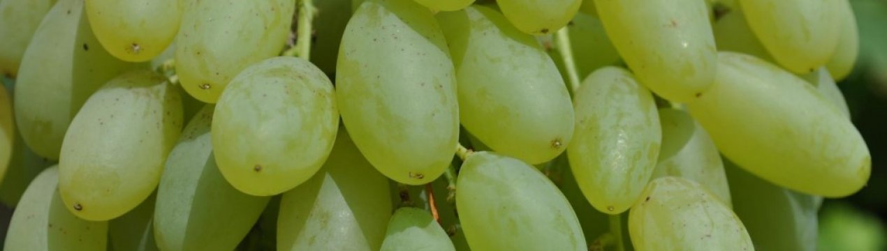 Сорт винограду Довгоочікуваний (кишмиш)
