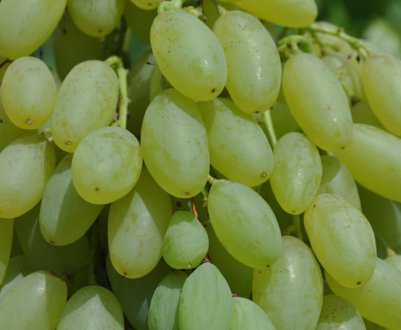 Сорт винограду Довгоочікуваний (кишмиш)