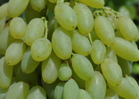 Сорт винограду Довгоочікуваний (кишмиш)
