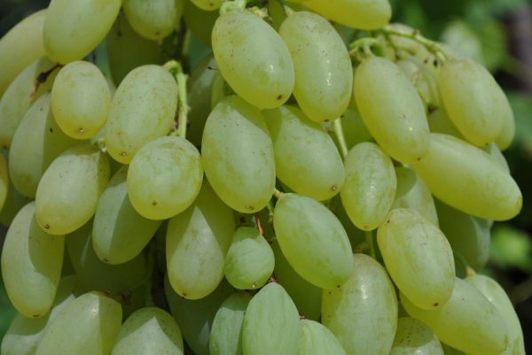 Виноград долгожданный описание сорта