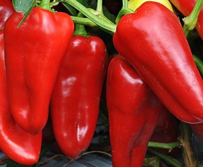 Перець Буратіно: опис і вирощування сорту