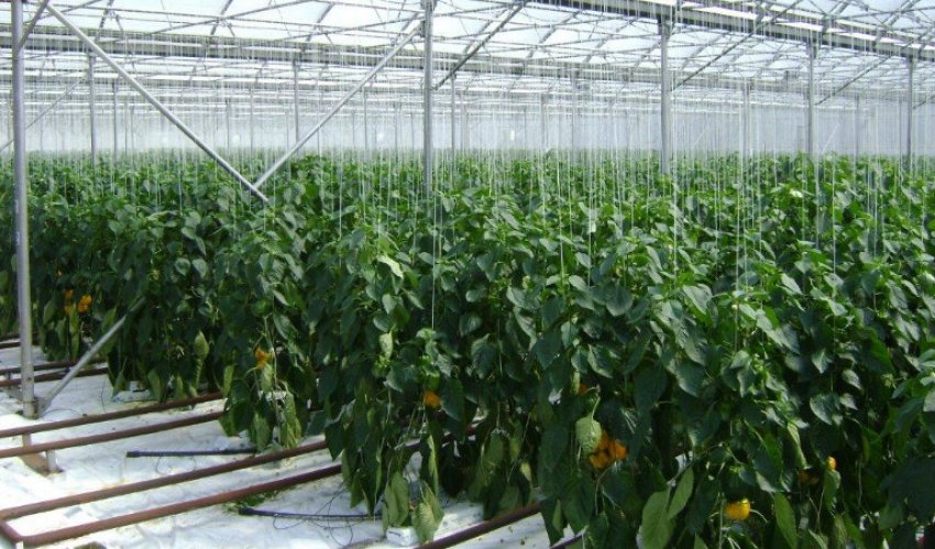 Перець у теплиці