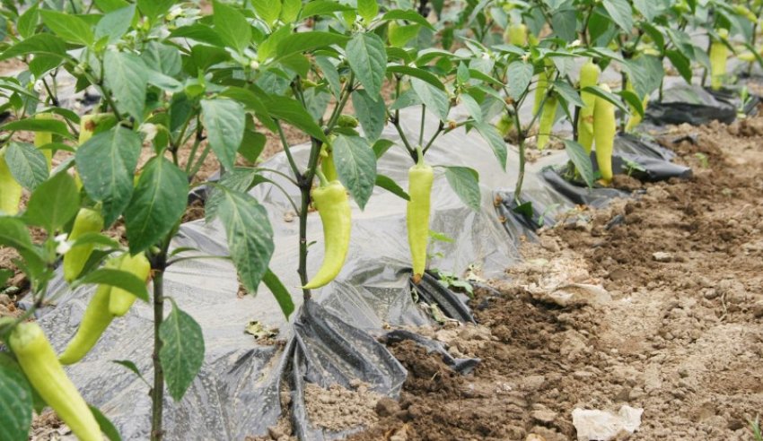 Перець у відкритому грунті