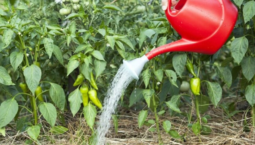 Підживлення перців