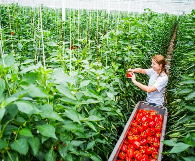 Коли і як правильно знімати перці в теплиці?