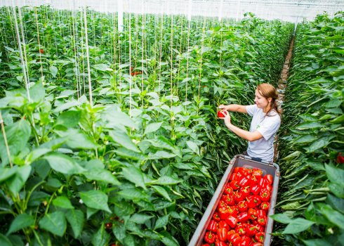  Коли і як правильно знімати перці в теплиці?