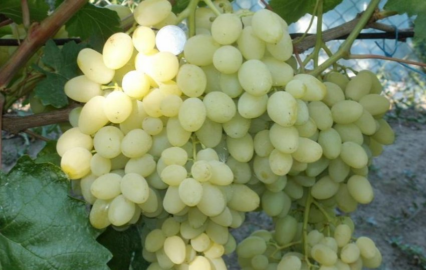 Виноград Довгоочікуваний Виноград Довгоочікуваний