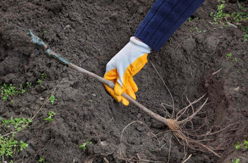 Посадка винограду Посадка винограду