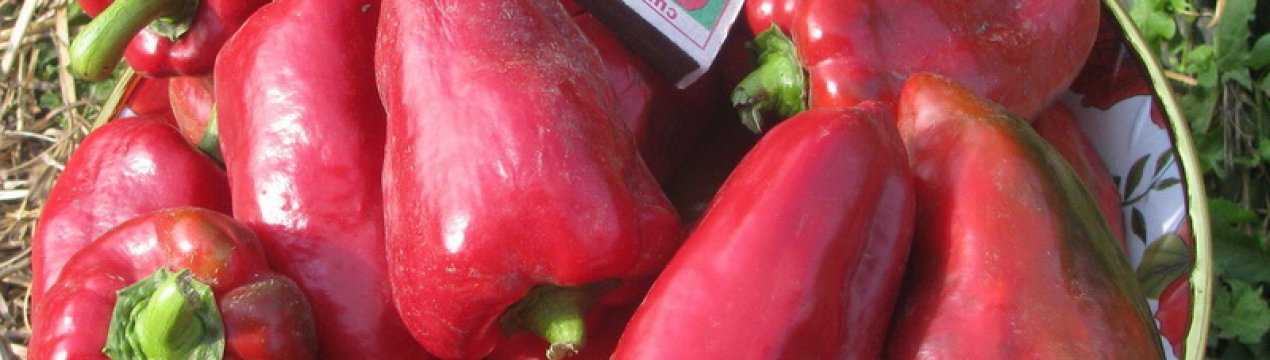  Опис сорту перцю Червоний бик