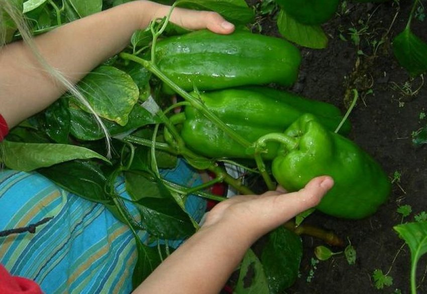 Опис плодів