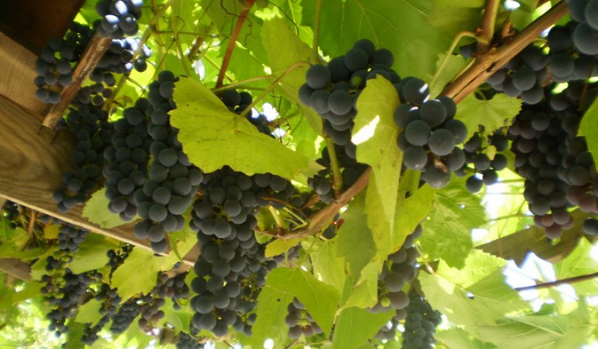 Виноград Ізабелла