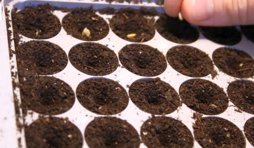 Посів насіння