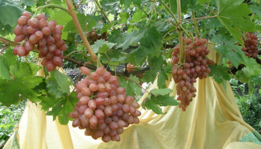 Виноград Променистий