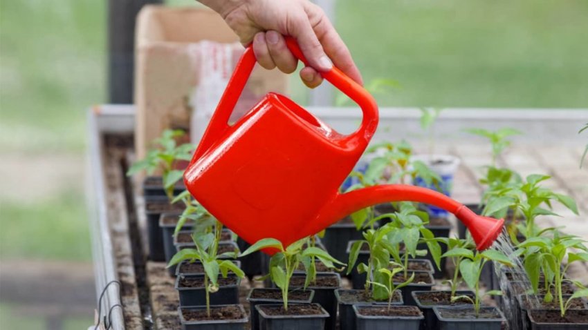 Техніка догляду за розсадою