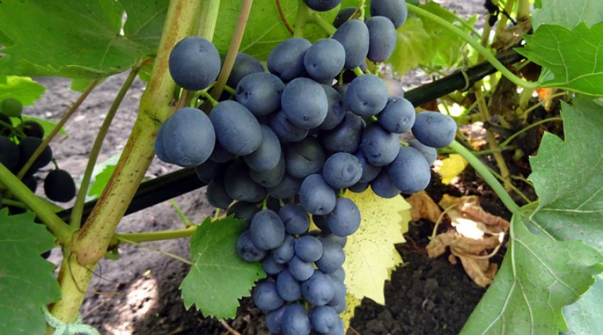 Виноград Аттика