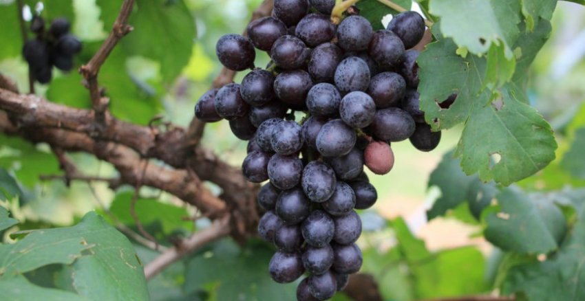 Виноград Веліант