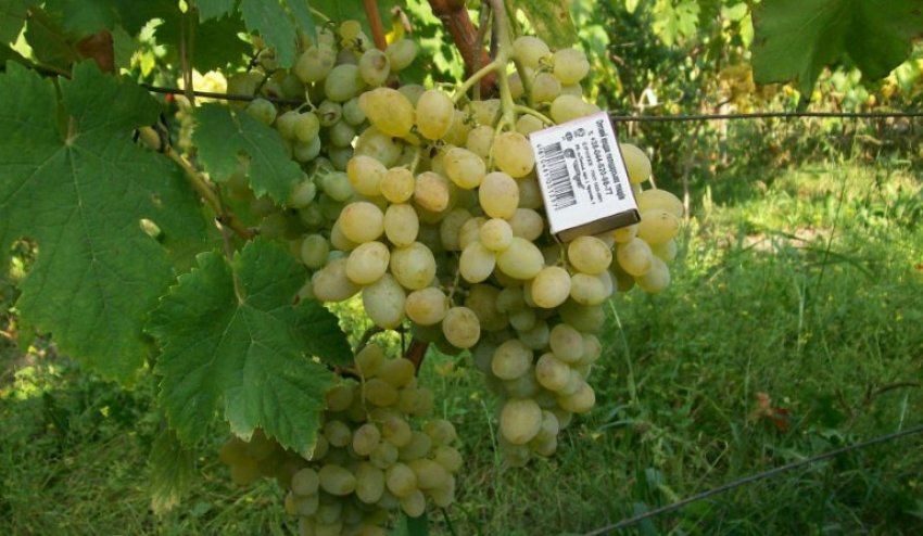 Виноград Захват