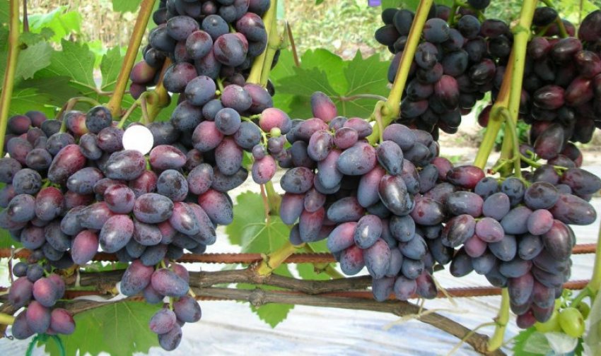 Виноград красуня