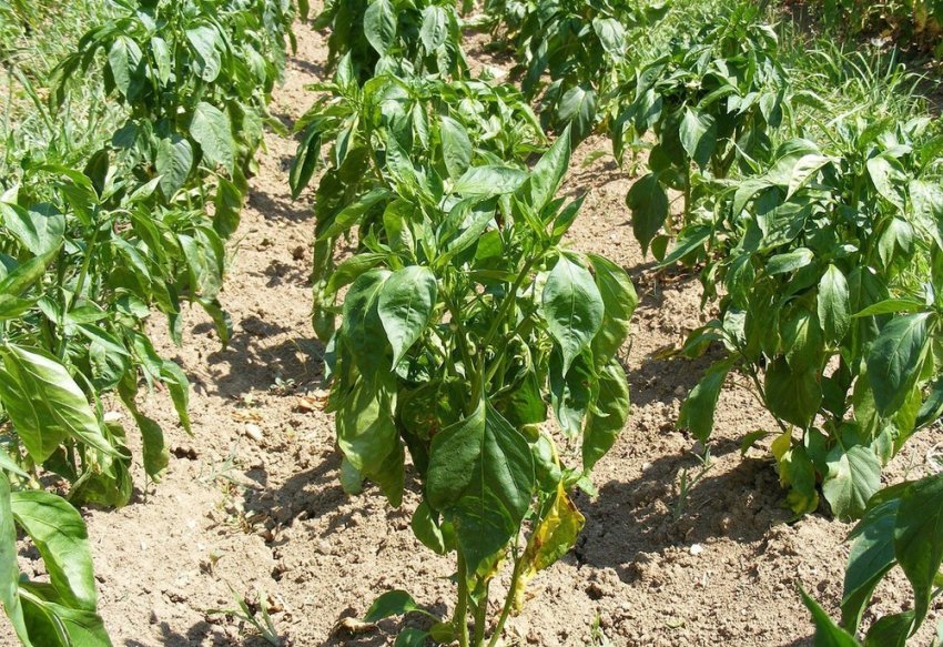 Підгортання і розпушування грунту