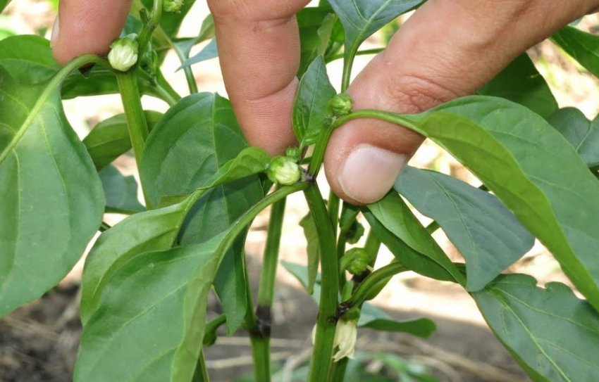 Формування кущів перцю