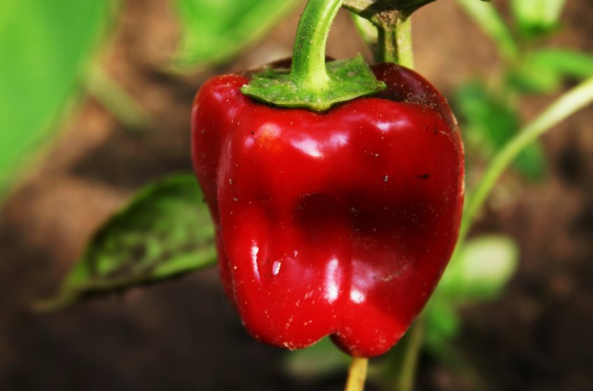 Перець Клаудіо