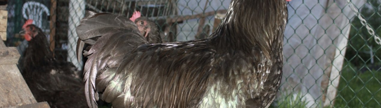 Кури джерсийский гігант: характеристика, особливості розведення в домашніх умовах