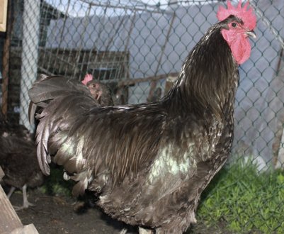 Кури джерсийский гігант: характеристика, особливості розведення в домашніх умовах