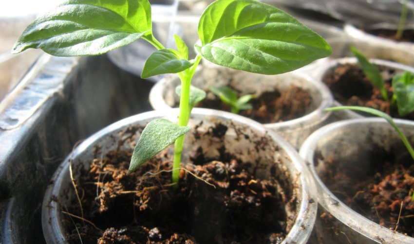 Розсада перцю