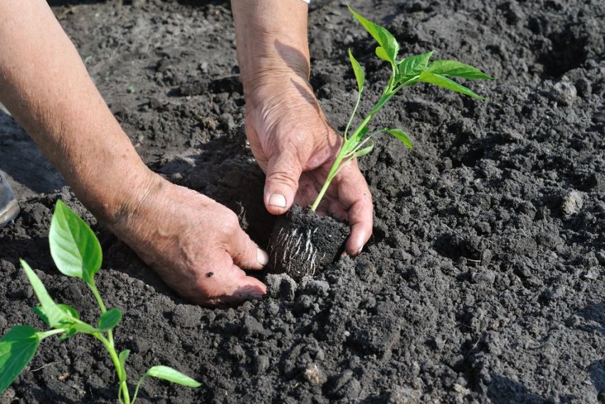 Пересаджування розсади перцю в грунт