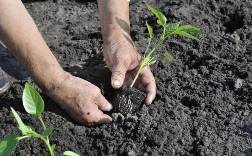 Висадка розсади Висадка розсади
