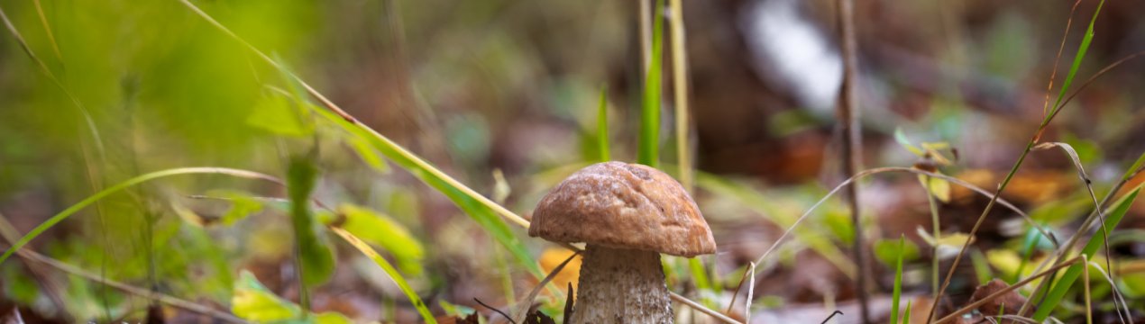 У Данії білизну перуть... грибами