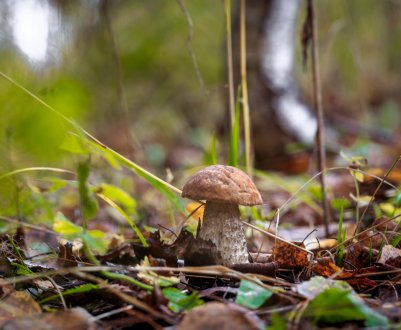 У Данії білизну перуть... грибами