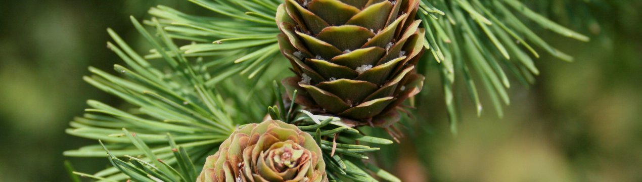 Сибірська ялинка позбавить світові річки від бруду