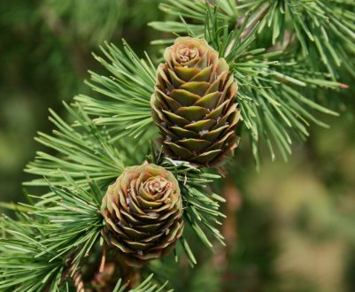 Сибірська ялинка позбавить світові річки від бруду