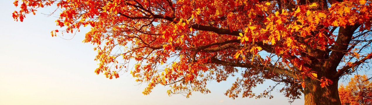 Листопадова погода порадувала українських аграріїв