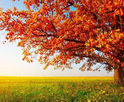 Листопадова погода порадувала українських аграріїв