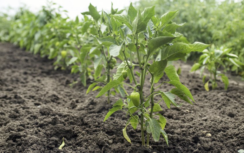 Перець у відкритому грунті Перець у відкритому грунті