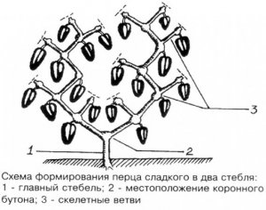 Формування рослини Формування рослини