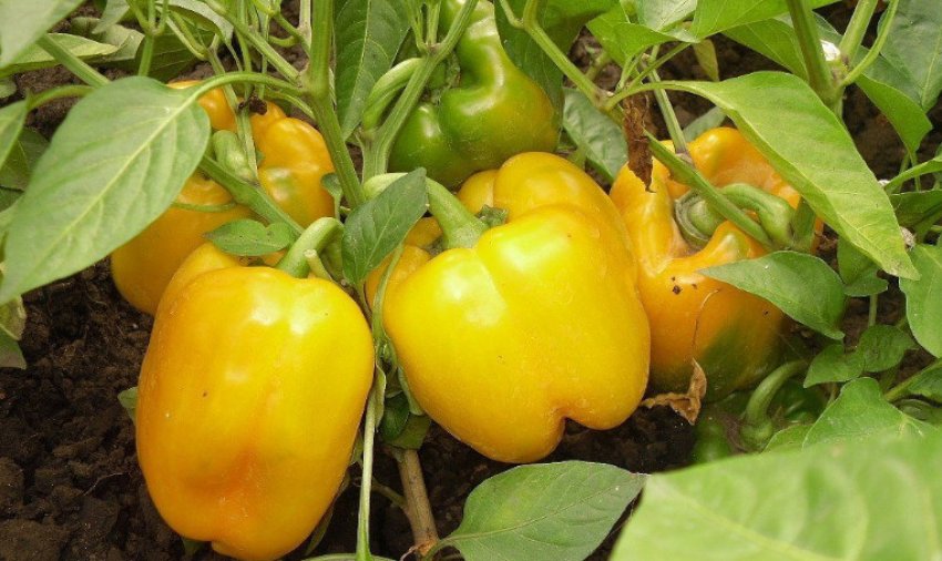 Перець Бугай