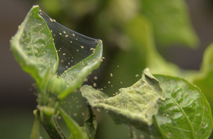 Павутинний кліщ на перці
