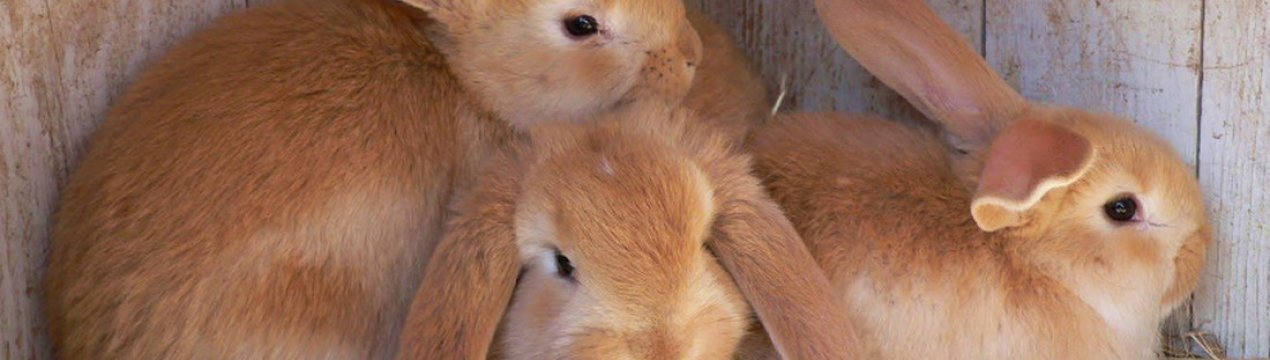 Препаратов от ушного клеща у кроликов