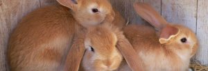 Сыпь у кролика на ушах и голове