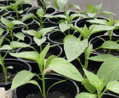 Перець Біг Тато: врожайність і смакові якості