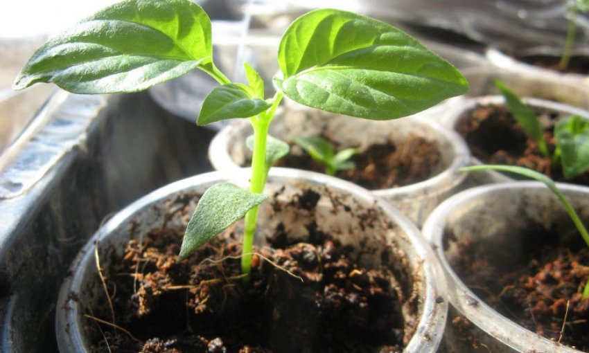 Розсада перцю